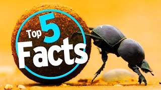 Top 5 Dung Beetle Facts [upl. by Bumgardner]