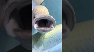 Do not buy this illegal fish fishing aquarium viral fish illegal arapaimagigas [upl. by Hermie]