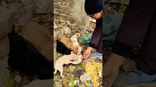 Street Puppies Food 🥪 🐶 ♥️ puppy puppies streetdog dog animalllover shortsfeed youtubeshorts [upl. by Leuqcar261]