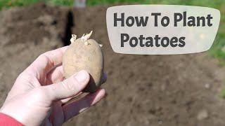 How To Plant Potatoes Planting Potatoes On A UK Allotment [upl. by Lenora727]