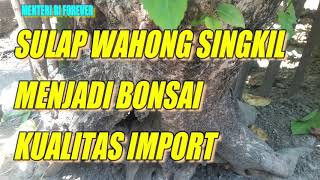 BONSAI WAHONG SINGKIL JADI KUALITAS IMPOR BEGINI CARANYA [upl. by Karie]