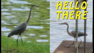 GREY HERON TAKES OVER OUR DOCK  birds animal lake [upl. by Gerson]