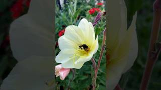 The yellow Oenothera Odorata Eveningprimrose eveningprimrose yellowflowers flowers garden [upl. by Sidwohl]