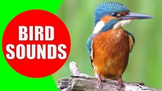 Bird sounds for kids  PART 1  Bird Identification Children Learn Common City Birds and Fowls [upl. by Guendolen904]