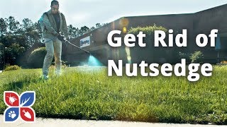 How to Get Rid of Nutsedge  Lawn Care Tips  DoMyOwncom [upl. by Ier]