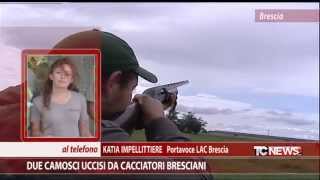 Due camosci uccisi da cacciatori bresciani [upl. by Darbie]