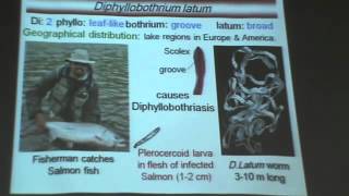 Dr Azza Helminths 5 Diphyllobothrium Latum YouTube [upl. by Dolph]