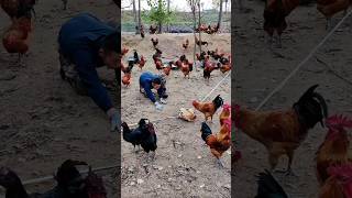 Ganito nila pinaparami ang kanilang mga Manok pagpapaupashortvi pagpaparamingmanokyoutubeshorts [upl. by Eerpud928]