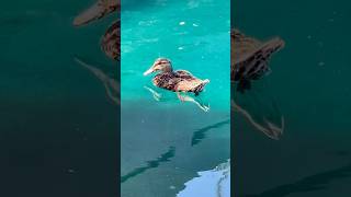 Love seeing her reflection in the clear water  Mama Duck on the Lake ducks duck waterfowl bird [upl. by Osnola]