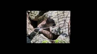 Squam Lake Science Center Mountain Lion kittens [upl. by Anole255]