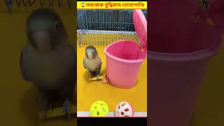 😱 তোতা পাখির বুদ্ধি দেখে আপনি অবাক হয়ে যাবেন  Smart Parrot Bangla [upl. by Ahsimrac]