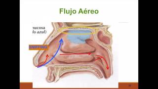 Fisiología nasal [upl. by Akeimahs]