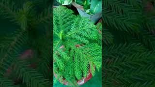 Araucaria plant grow from seed and its care [upl. by Annayrb]