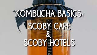 Kombucha Basics SCOBY care amp SCOBY hotels [upl. by Gresham580]