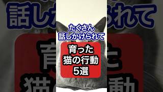 たくさん話しかけられて育った猫だけが見せる行動・仕草を獣医師が解説 保護猫 ネコ 猫 ねこ 猫のいる暮らし 獣医 [upl. by Korff741]