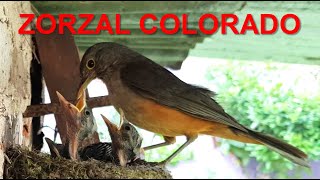 🐦 Zorzal Colorado 🐦 Porque Canta A La Madrugada [upl. by Ellennoj196]