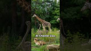 Chester Zoo A Wildlife Haven 2024 [upl. by Clarise]