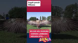 lambang negara kitafypburunglangkah garuda [upl. by Retlaw823]