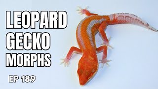 The Best Leopard Gecko Morphs to Breed [upl. by Elehcir]