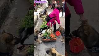 highly intelligent dog met a dog selling vegetables while shopping for vegetables😂 [upl. by Aridaj]