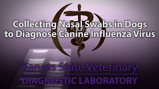 Collecting Nasal Swabs in Dogs to Diagnose Canine Influenza Virus [upl. by O'Meara]