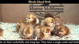 Rhode Island Red Chicks [upl. by Abehsile247]