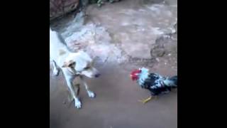 LA PELEA DEL SIGLO Gallo vs Perro [upl. by Merna]