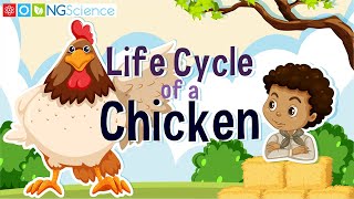 Can you name the stages of the life cycle [upl. by Trask]