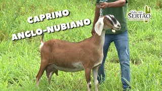 FAZENDA NO PIAUÍ CRIA CAPRINOS ANGLONUBIANOS caprino ovinocultura sertanejo [upl. by Weissmann]