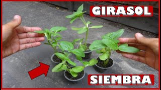 APRENDE A SEMBRAR Y TRASPLANTAR ALMACIGOS  SEMILLEROS DE GIRASOL [upl. by Justine]