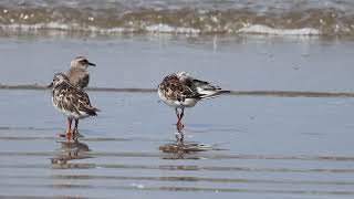 Ruddy turnstone [upl. by Arata479]