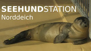 Seehundstation Norddeich NationalparkHaus Wattenmeer  Seal station [upl. by Ynatirb]