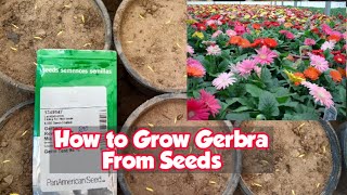 How To Grow Gerbera From Seeds For Free  FULL INFORMATION [upl. by Anirres]