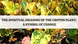 The Spiritual Meaning of the Croton Plant A Symbol of Change [upl. by Nohsar]