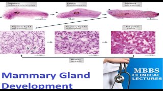 Mammary Gland Development [upl. by Lema]