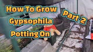 How to grow Gypsophila from seed part 2 [upl. by Ainitsirk]