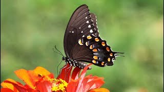 Metamorphosis Spicebush Swallowtail Complete Life Cycle [upl. by Rosemare250]