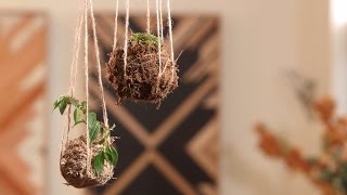 How to make a kokedama hanging garden [upl. by Clem744]