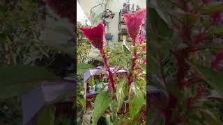 Beautiful Celosia red flower  nature  viral short [upl. by Izy]