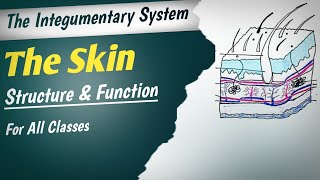 Human Skin  Integumentary System  Function of Skin  Human Anatomy And Physiology  Hindi [upl. by Condon]