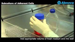 Subculture of Adherent Cells [upl. by Arva]