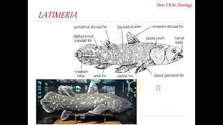 Class Osteichthyes  Order Crossopterygii [upl. by Kelley850]