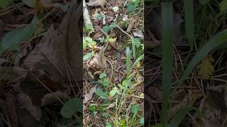 SNAKE IN THE GRASS 👀 shortsfeed snake nature amazing fyp [upl. by Alilad]