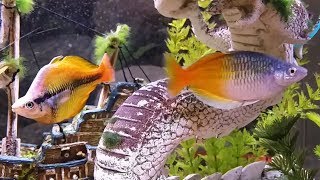 Yellow Rainbowfish Displaying Against Boesemani in 50 Gallon Aquarium [upl. by Aikemaj]