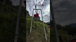 Grape Transportation on Steep Vineyard Hills😯⛰️barbacansa grapeharvest vineyard steepvineyards [upl. by Bloom]