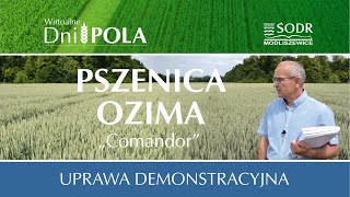 Demonstracyjna uprawa pszenicy ozimej quotComandorquot [upl. by Alvis917]