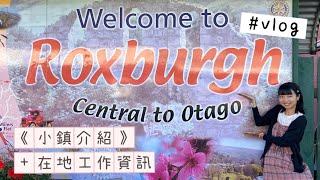 New Zealand 紐西蘭打工度假VLOG  🫐採手週薪四萬台幣的Roxburgh小鎮介紹🌟農場工廠結帳人員工在這裡通通有【呆丸雅婷Cupy】 [upl. by Soo]