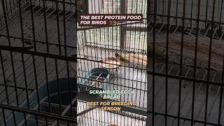 Best Protein food for birds egg bread season 2025lovebirds budgies finches [upl. by Nugent]