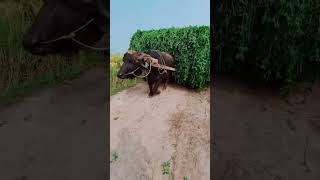 jee oyy kamal kr dita yrrr agricultur agriculturelife viralvideo villagelife farming farmer [upl. by Serle]