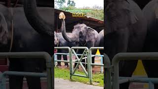 A Famosa Safari Wonderland Melaka Malaysia 🐘👌 shorts animals elephant ytshort viral safari [upl. by Ahsenot]